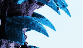 Illustration for article titled El nuevo biomaterial más duro conocido son los colmillos de este animal